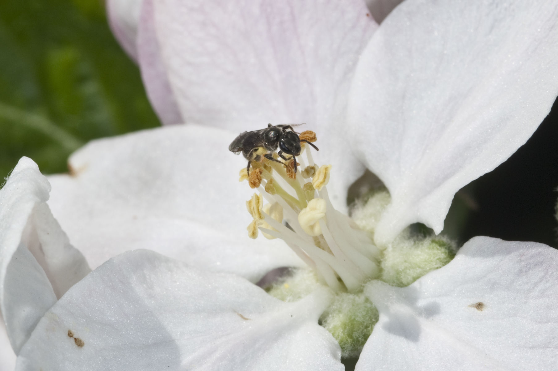 Global experts rank the causes and impact of pollinator decline