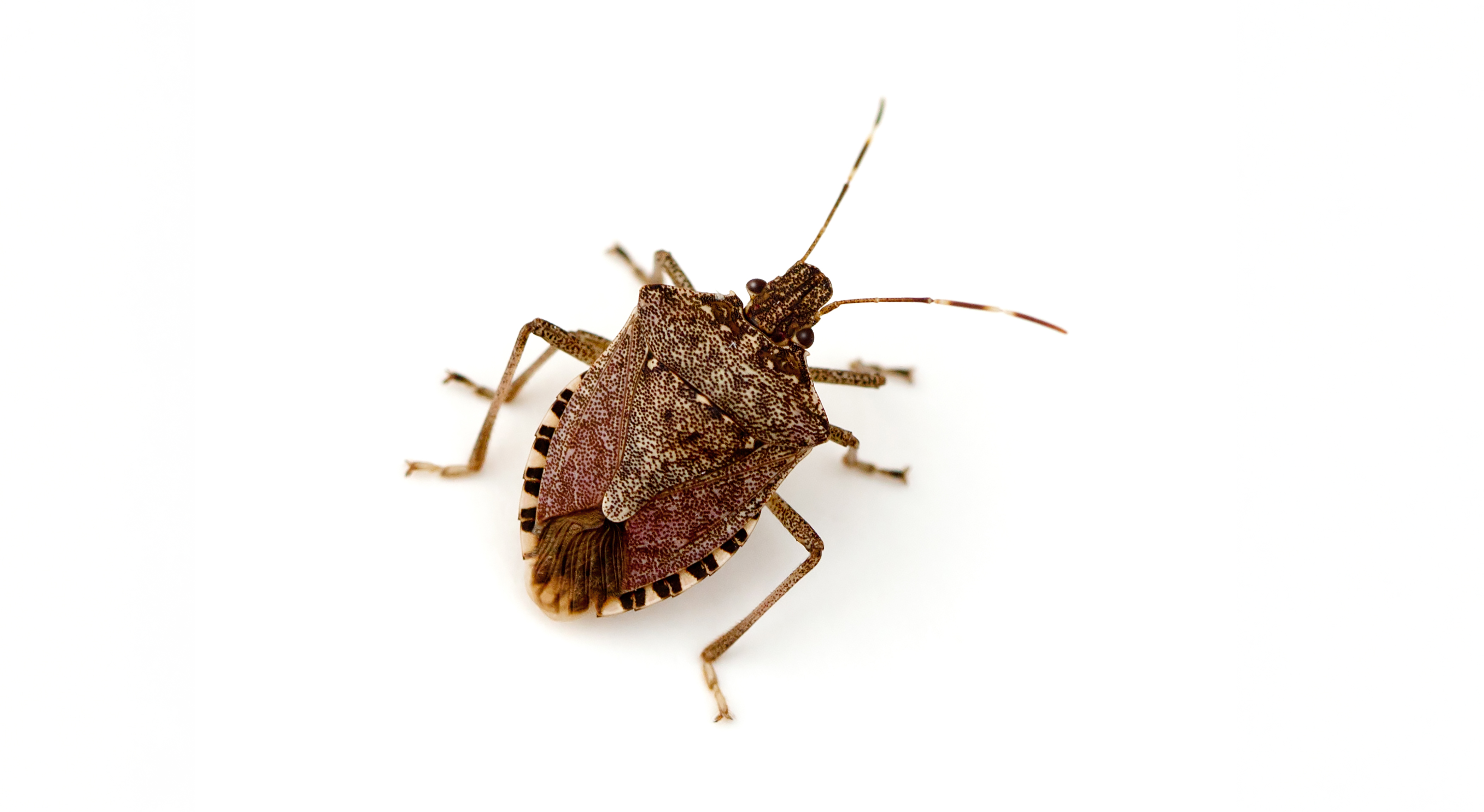 Partnering with iwi for biosecurity · Plant & Food Research