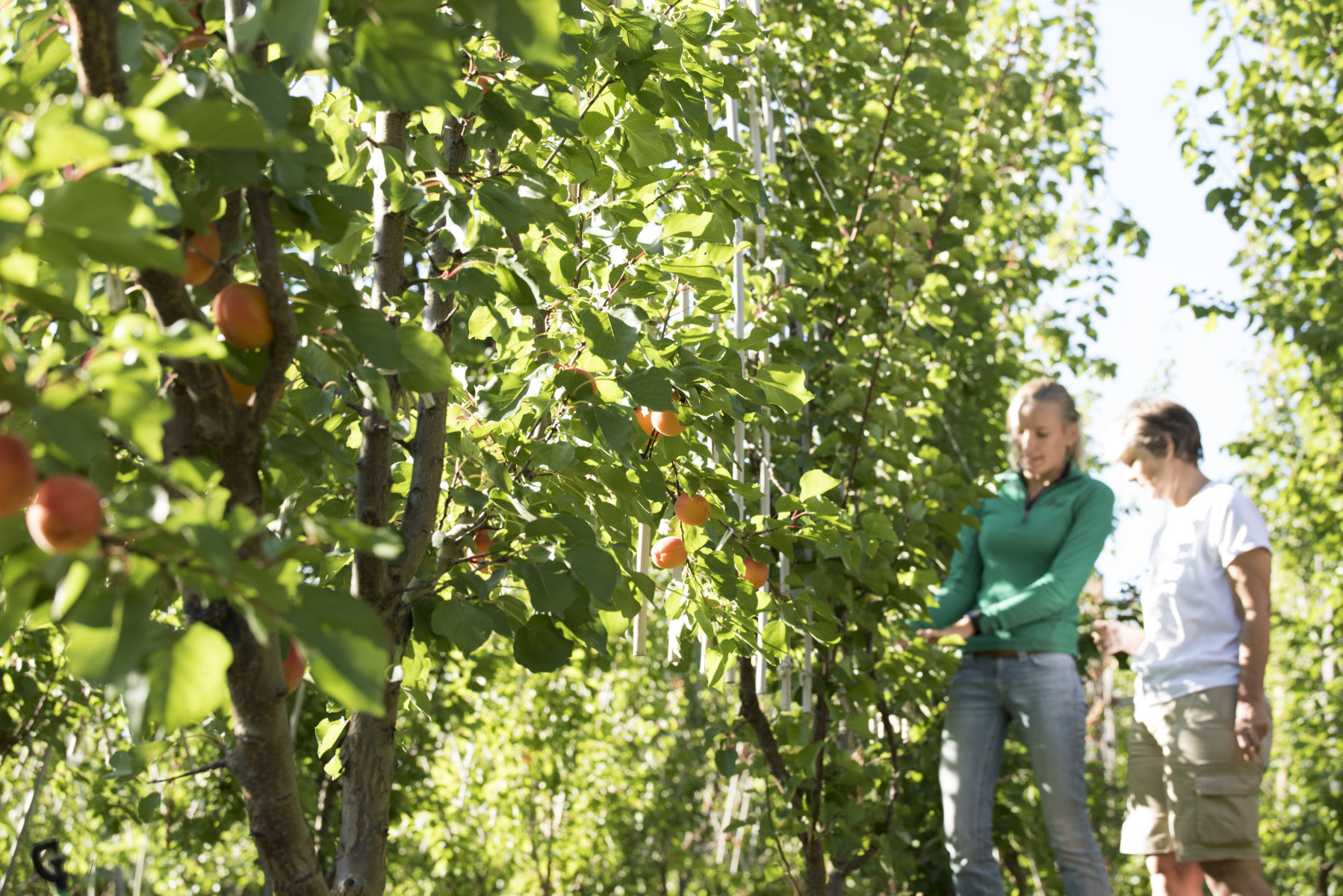 MPI funding for transition to Future Orchard Planting Systems