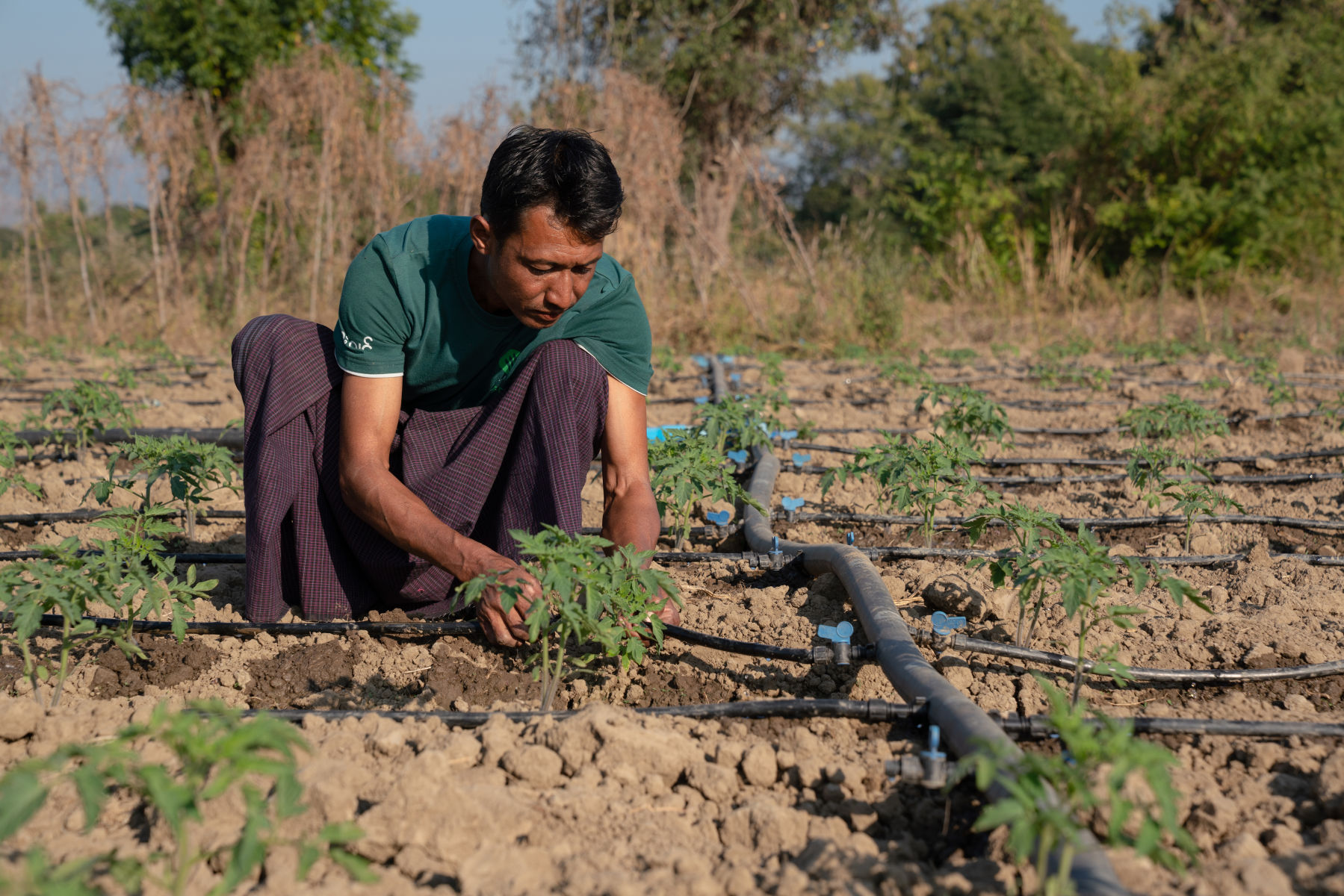 A resilient vegetable sector for Myanmar