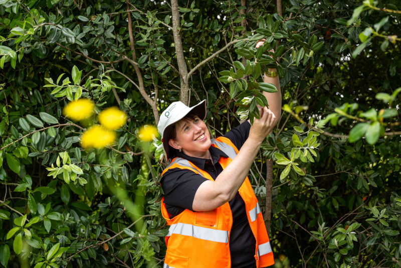 Beccy Ganley: leading the way for myrtle rust 