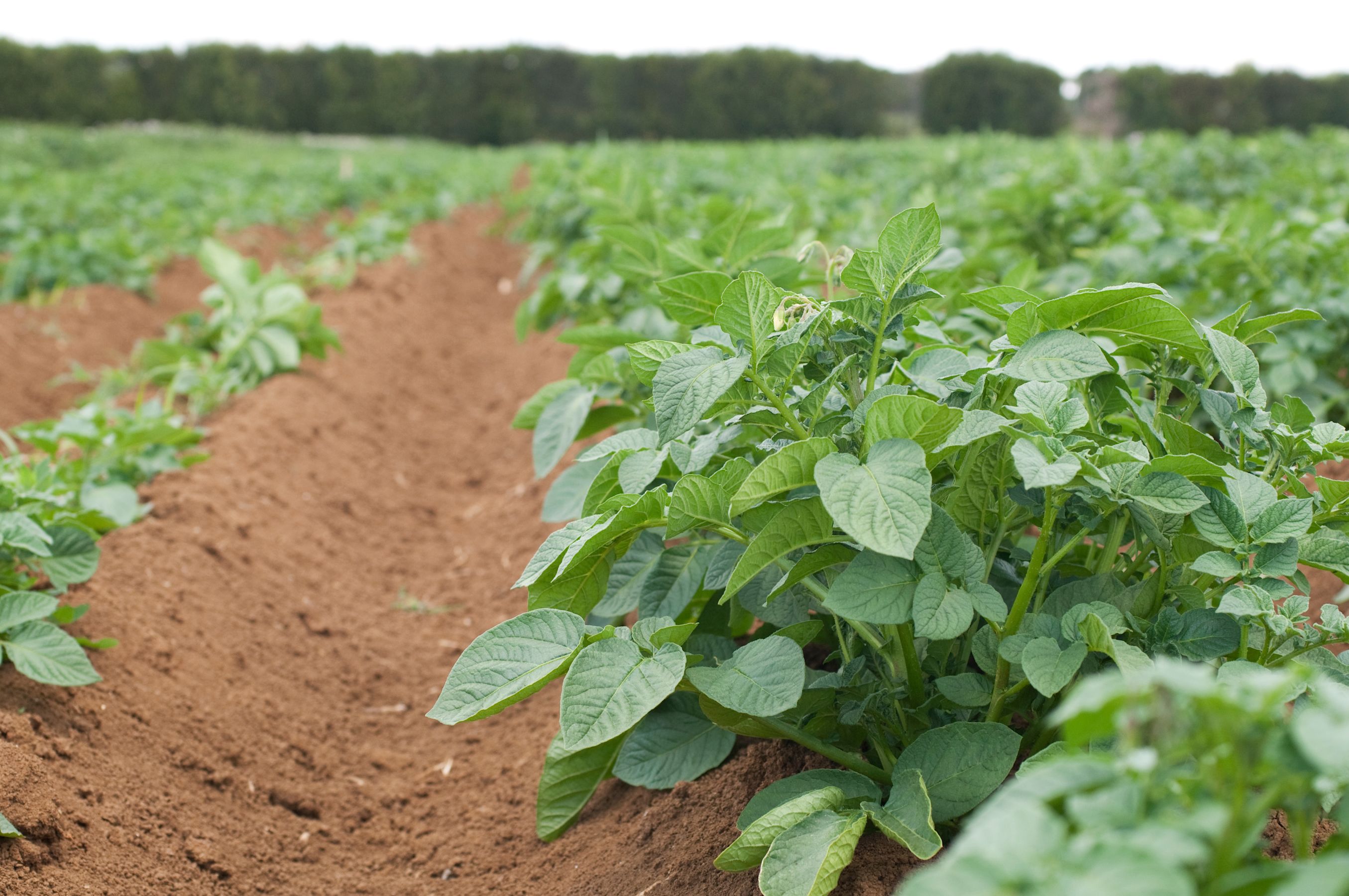 Soil nitrogen testing and predicting nitrogen supply · Plant & Food
