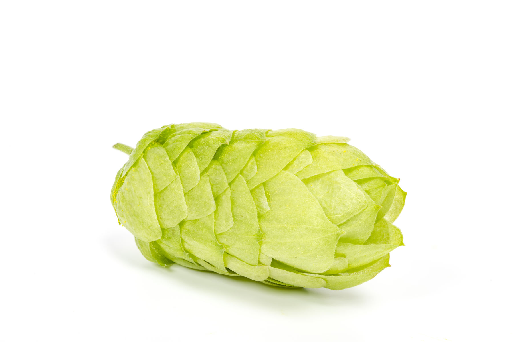 NZ hops can help during fasting