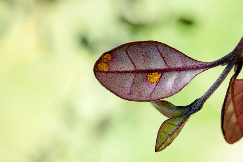 Understanding myrtle rust in New Zealand