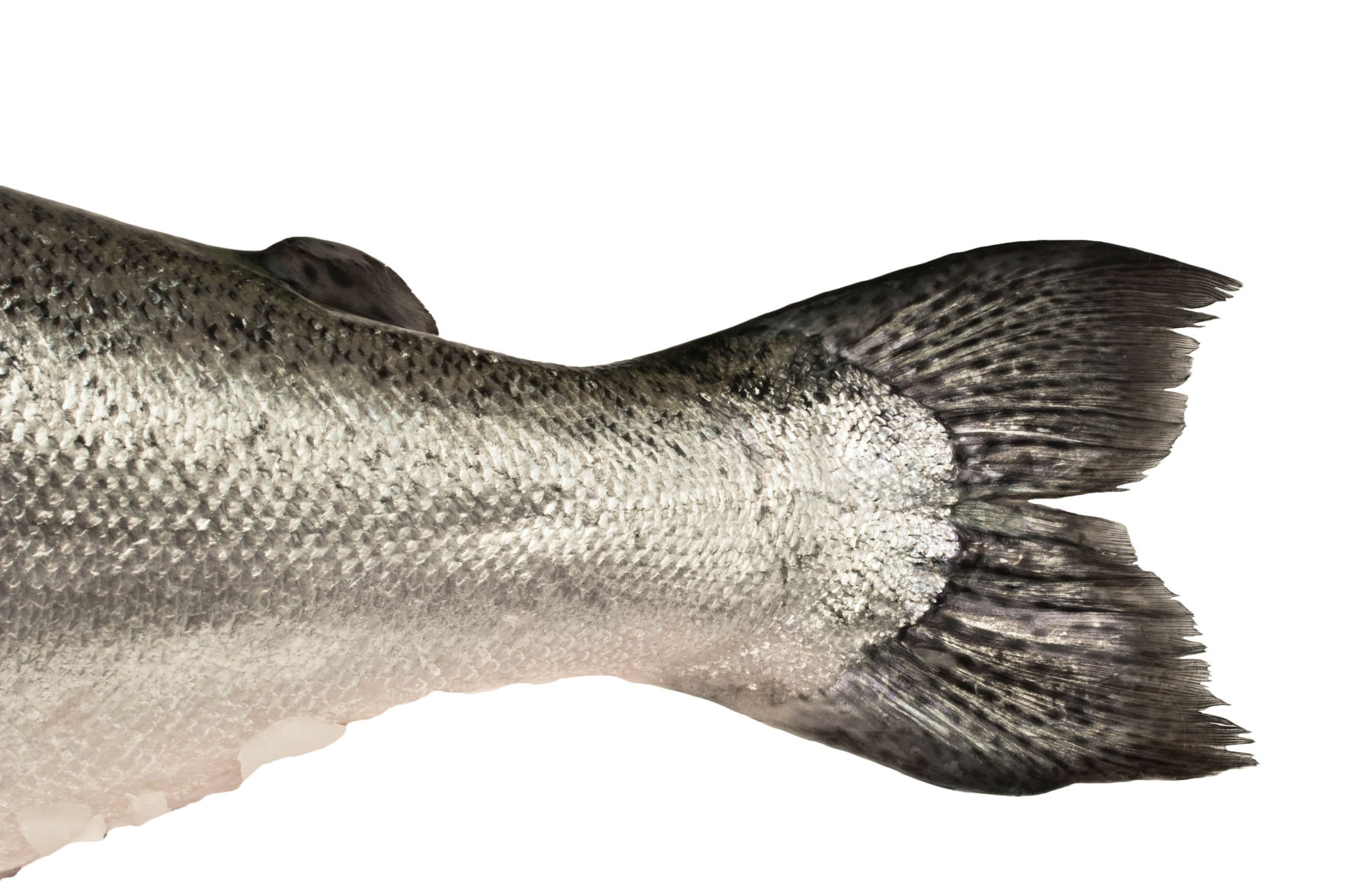 Automated image analysis to measure individualised growth and population structure in salmon
