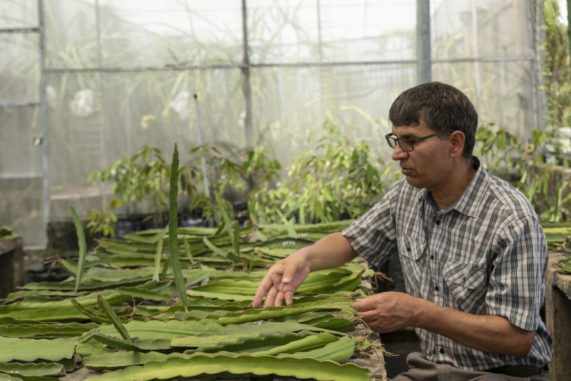 A new horizon for dragon fruit