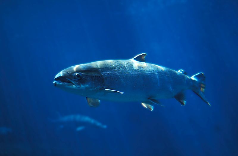  Atlantic salmon swimming performance in different flow conditions 