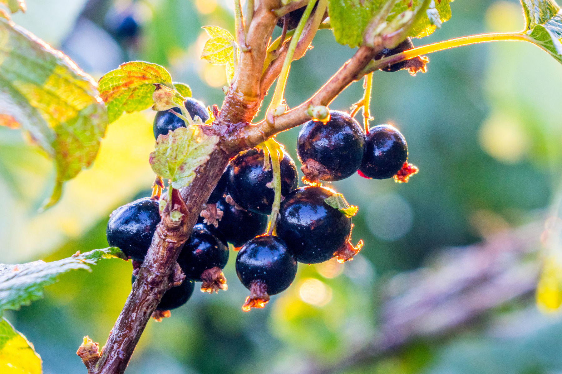 New molecule in New Zealand Blackcurrants inhibits an enzyme that degrades dopamine