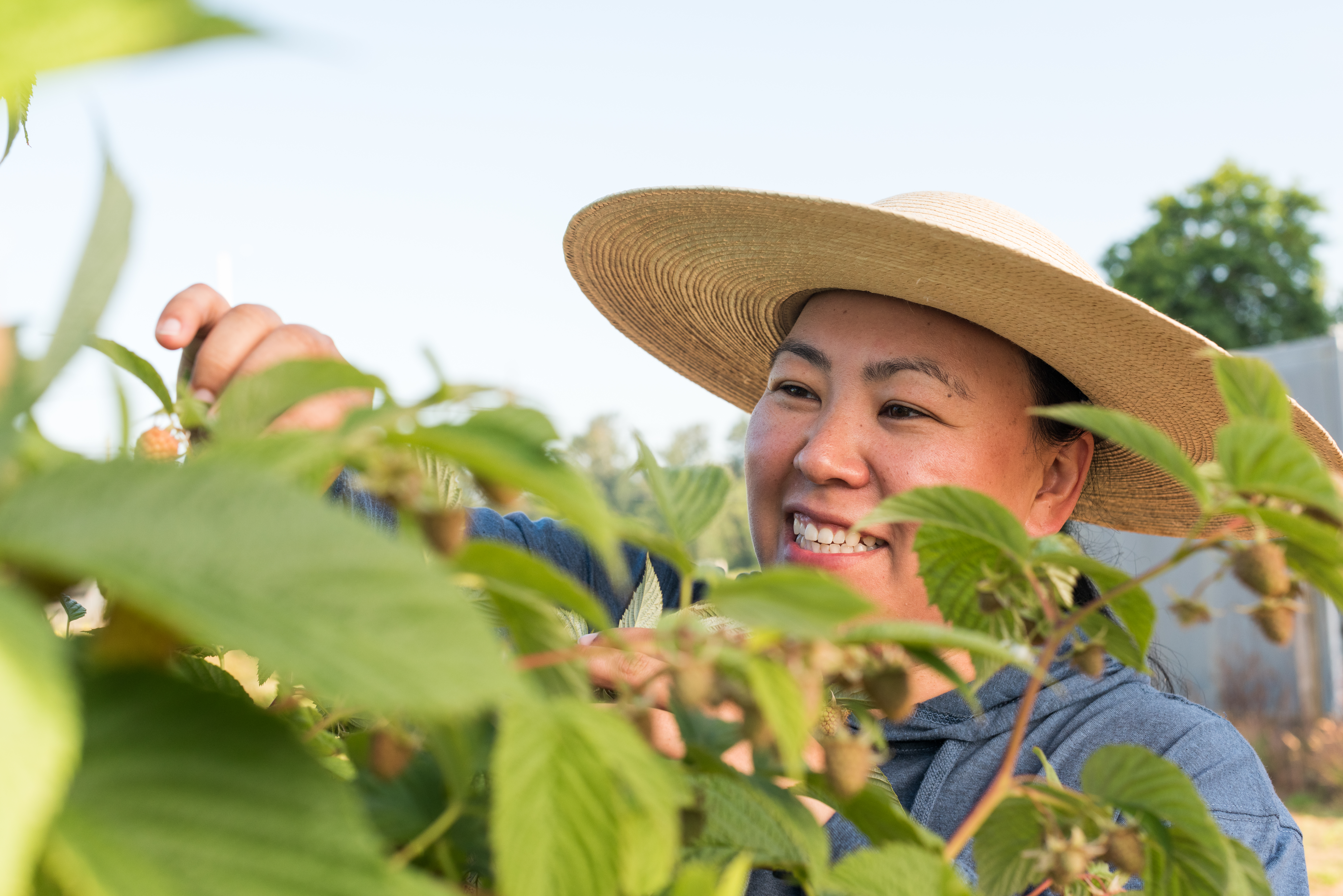 Bringing better raspberries to the world · Plant & Food Research