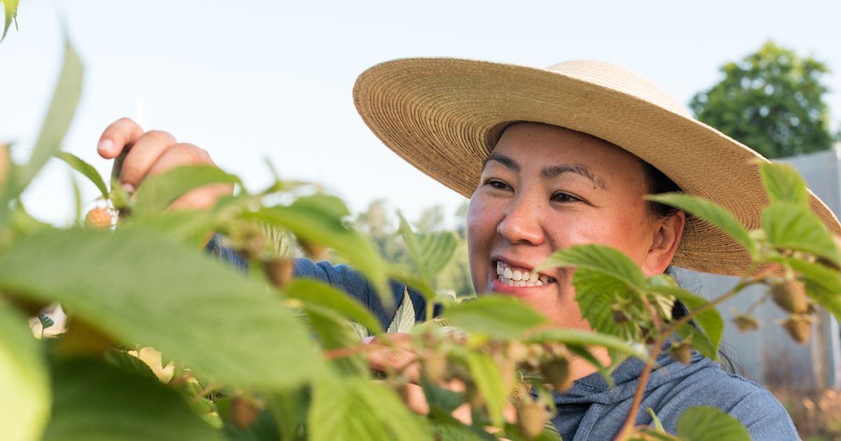 Reppoting Raspberries Bringing better raspberries to the world · Plant & Food Research