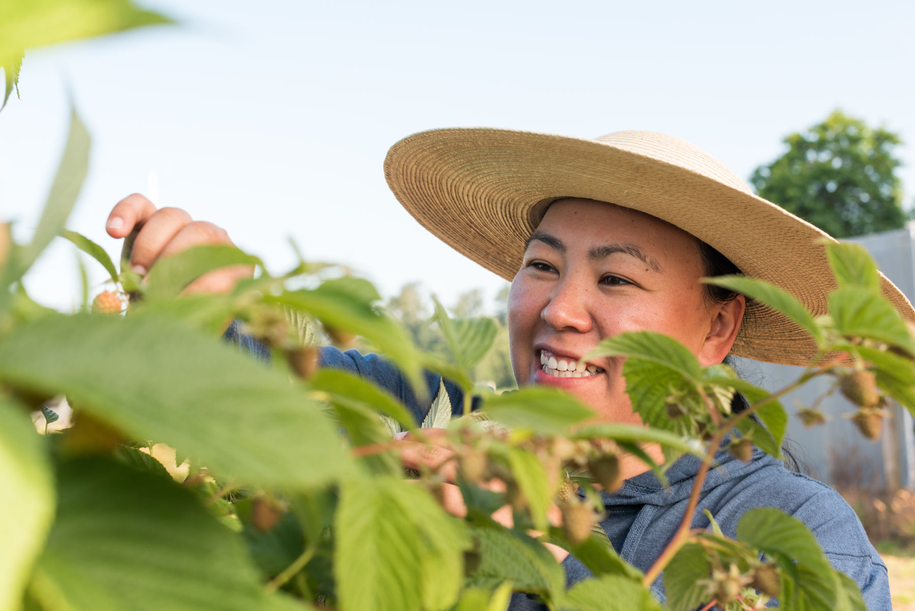 Bringing better raspberries to the world