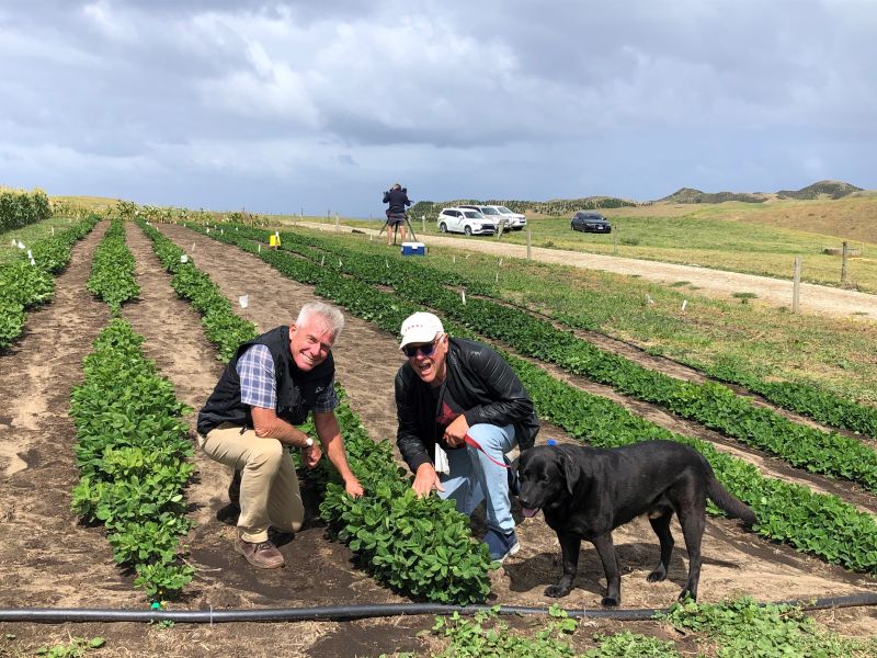 Pic’s Peanut Butter to trial growing peanuts in Northland