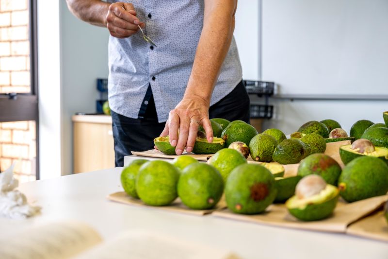 Commercial ripening of avocados