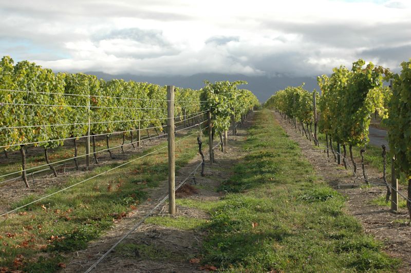 Identifying abundance of fungi causing grapevine trunk disease in Marlborough vineyards