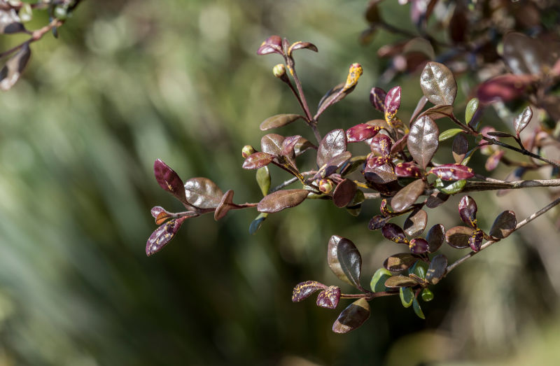 Revisiting myrtle rust