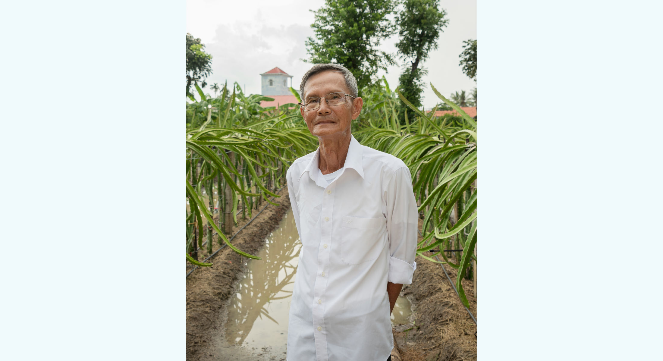 Mr Tien: A model crop