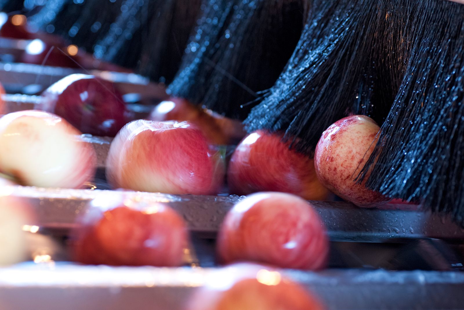 Picture of Sustainable, resilient food supply · Plant & Food Research