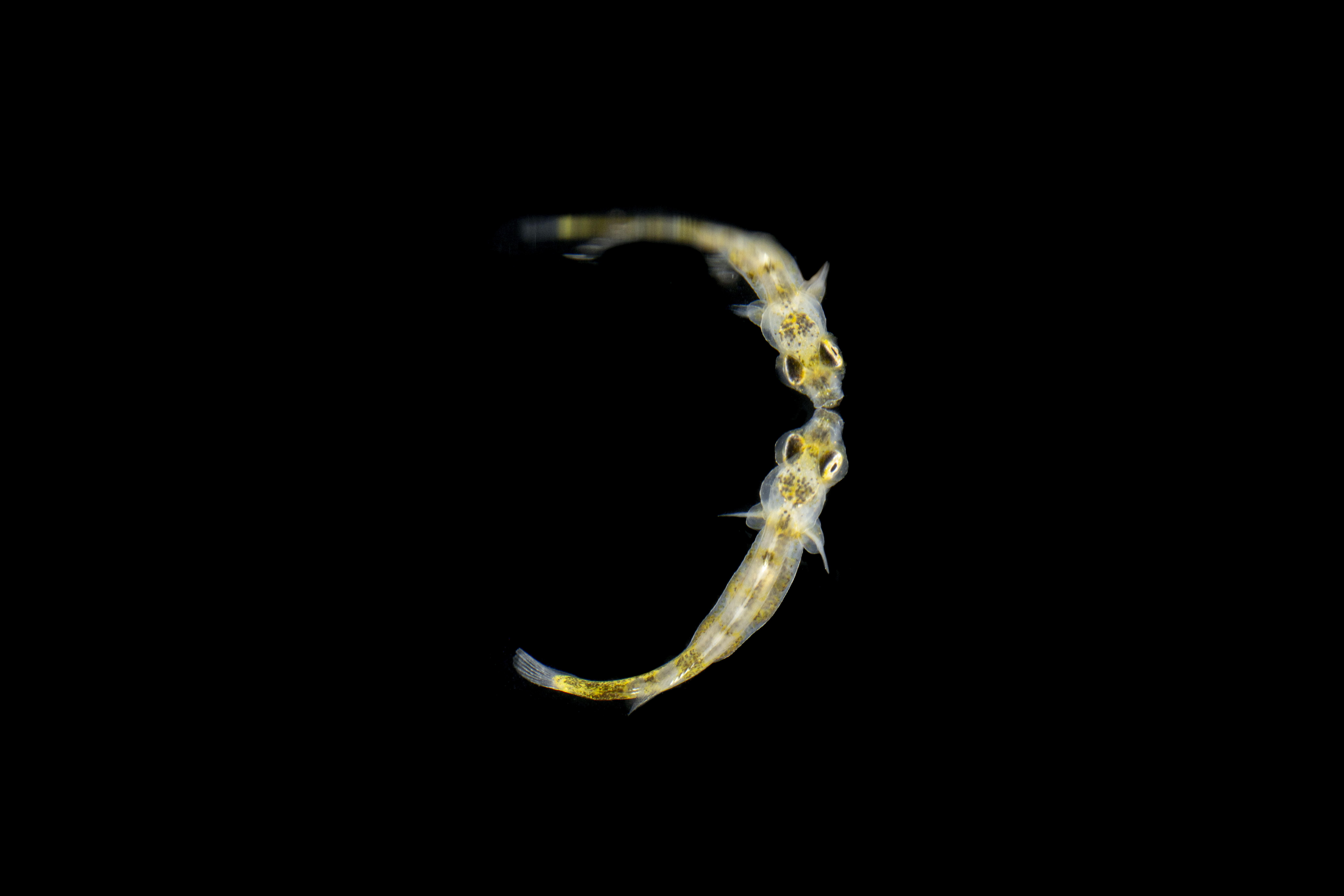 Mātauranga Māori paving the way for mararī aquaculture innovation ...
