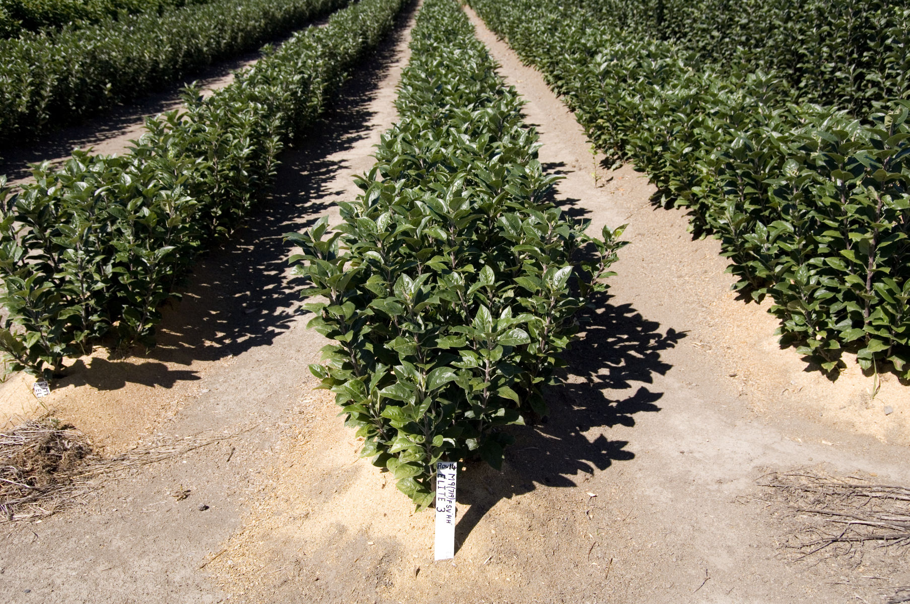 Insights into genetics of rootstock-induced dwarfing