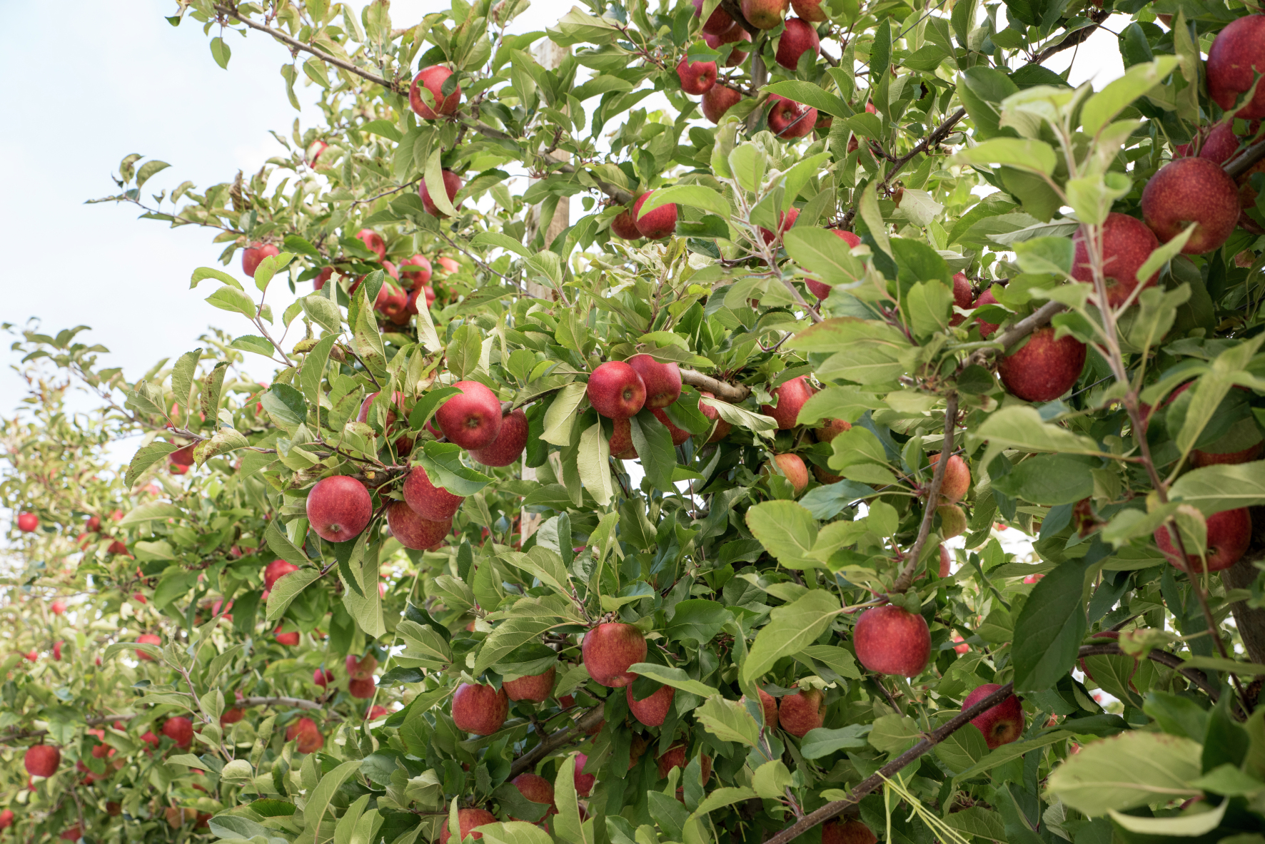 New Zealand Apples & Pears Conference · Plant & Food Research