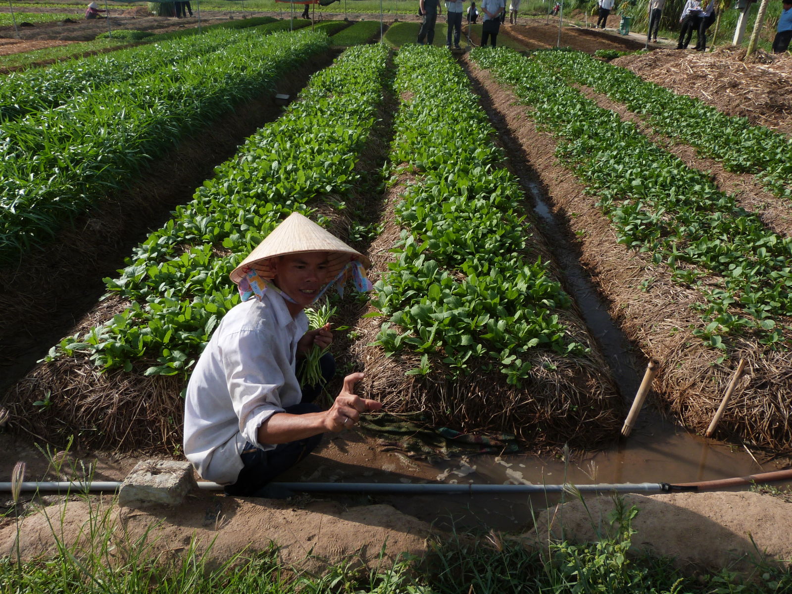 Safer veges in Viet Nam