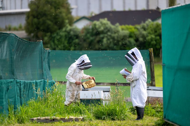 Acceptance Rate and Mating Success of Two-Day-Old Queen Cells