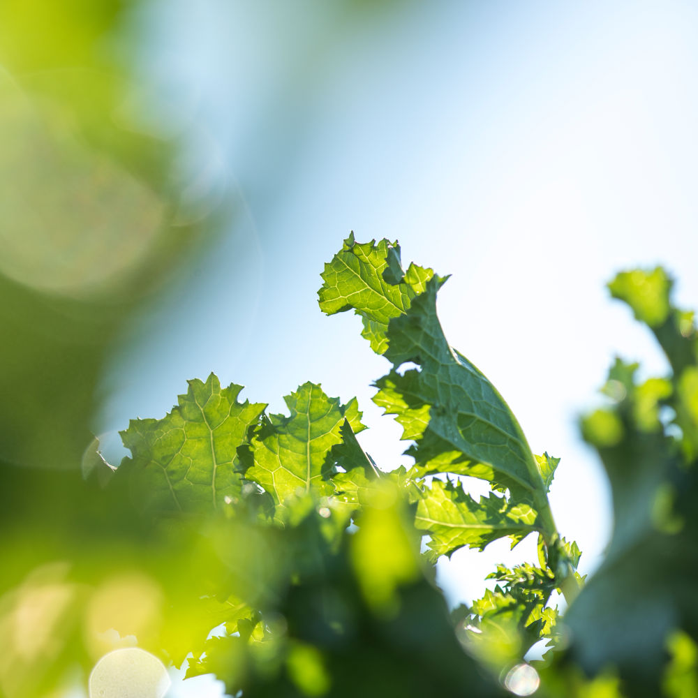 Brassica leaves