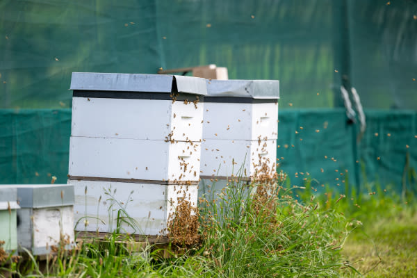 Counting honey bees and varroa 