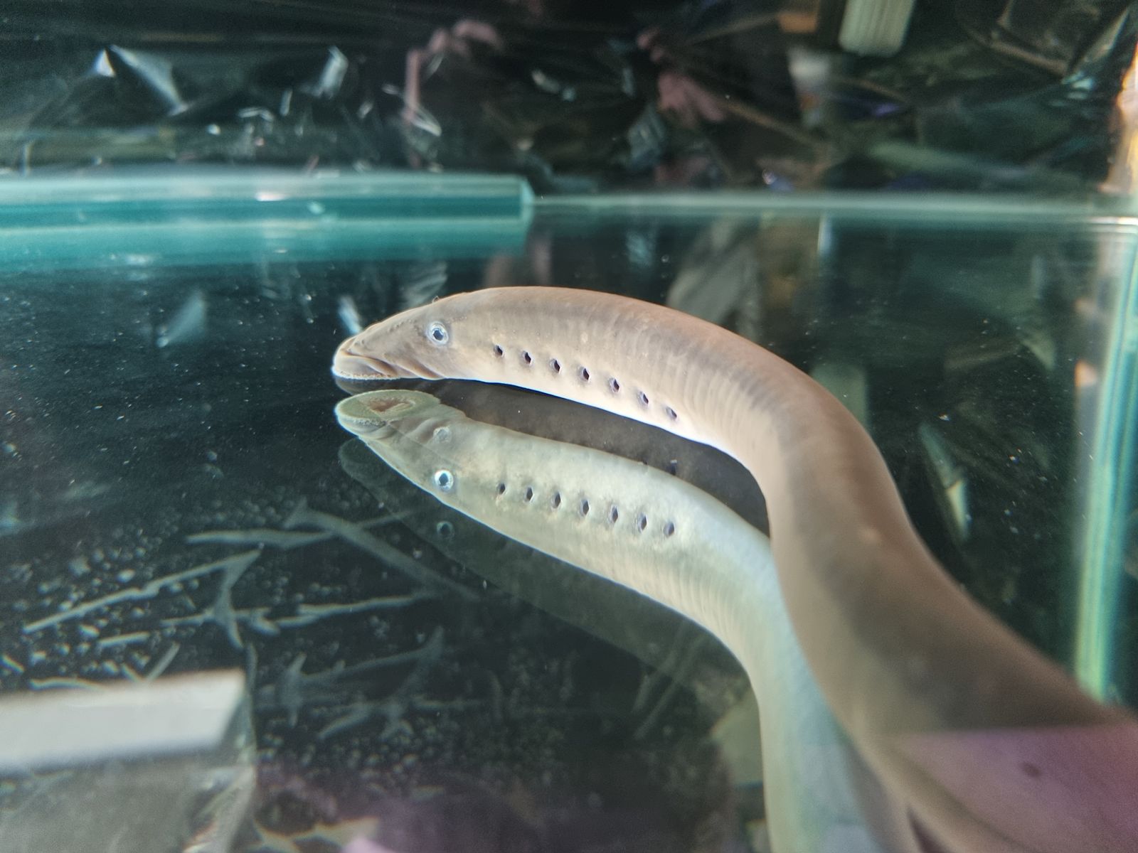 Restoring Kanakana Connections Through Science