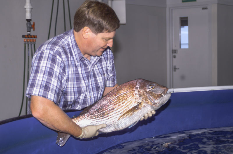 Plant & Food Research scientist Alistair Jerrett recognised by Seafood New Zealand