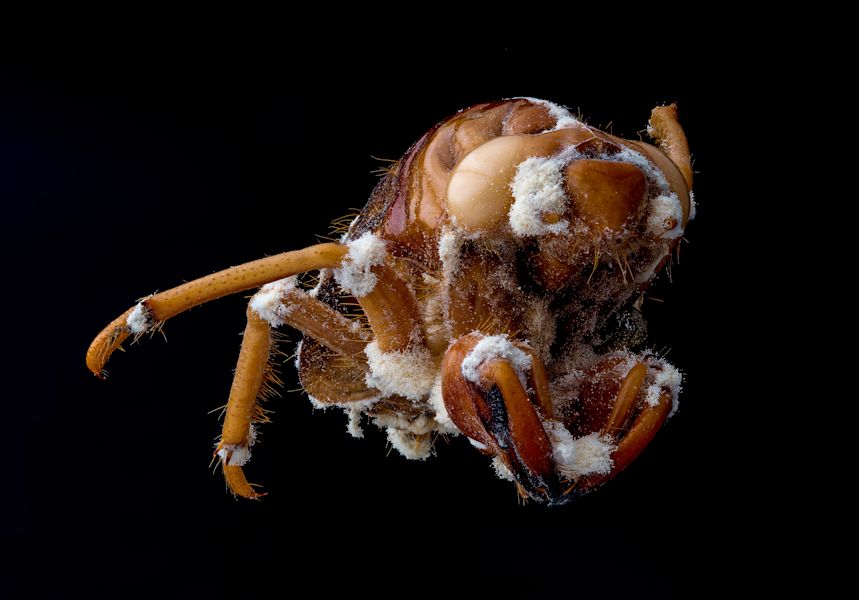 Annual Biocontrol Industry Meeting · Plant & Food Research