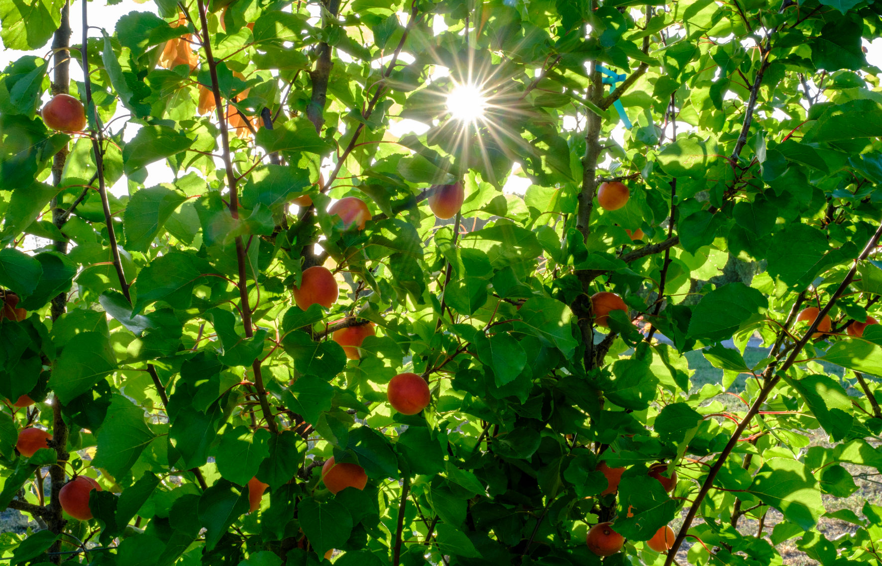 Berryfruit Summerfruit team