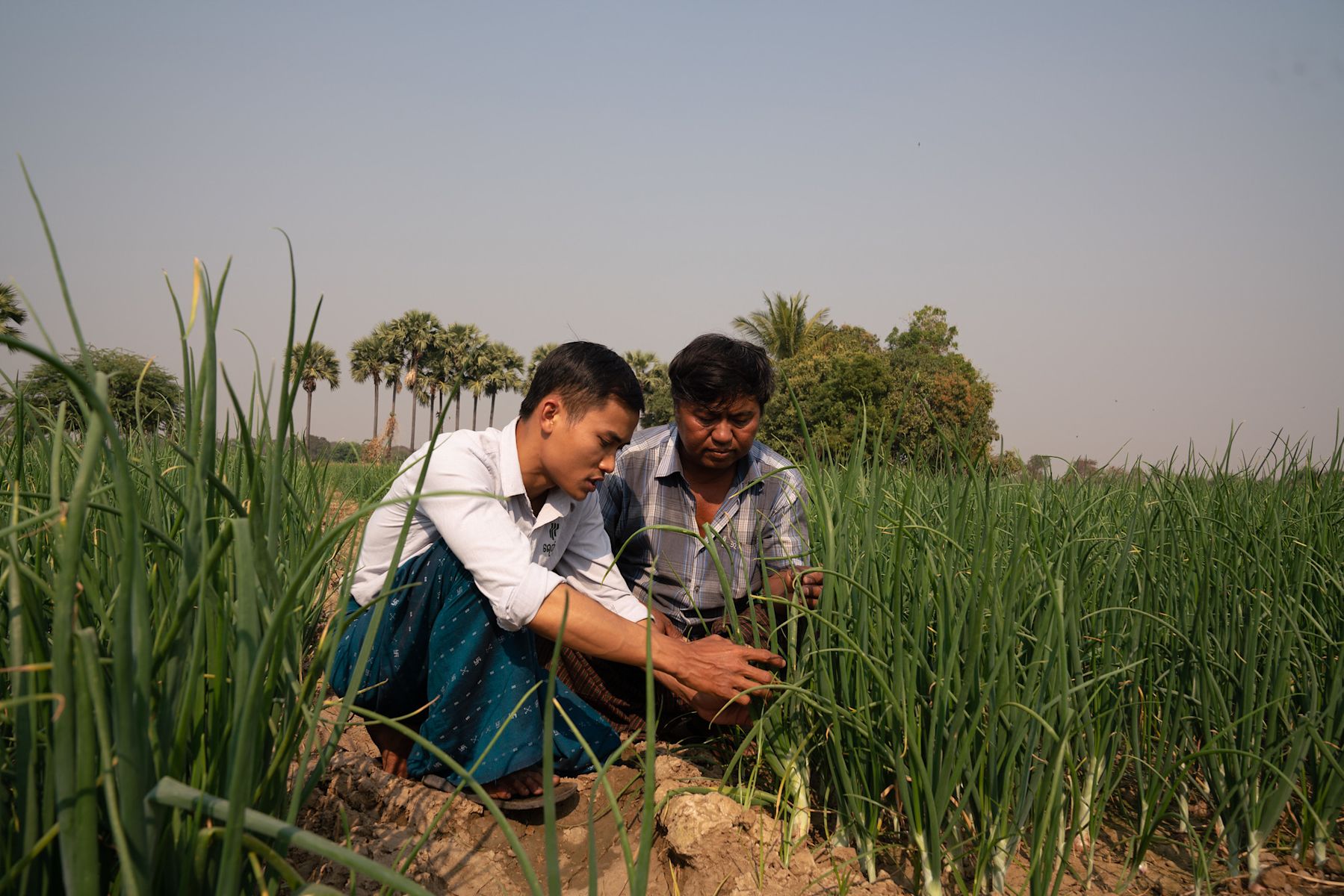 Resilient horticulture in Myanmar