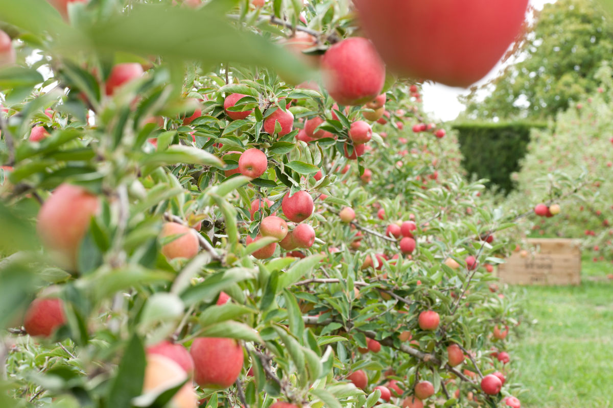 Apple fruit in the orchard