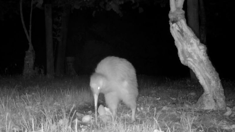 New research explores kiwi potential for pest management in horticultural landscapes