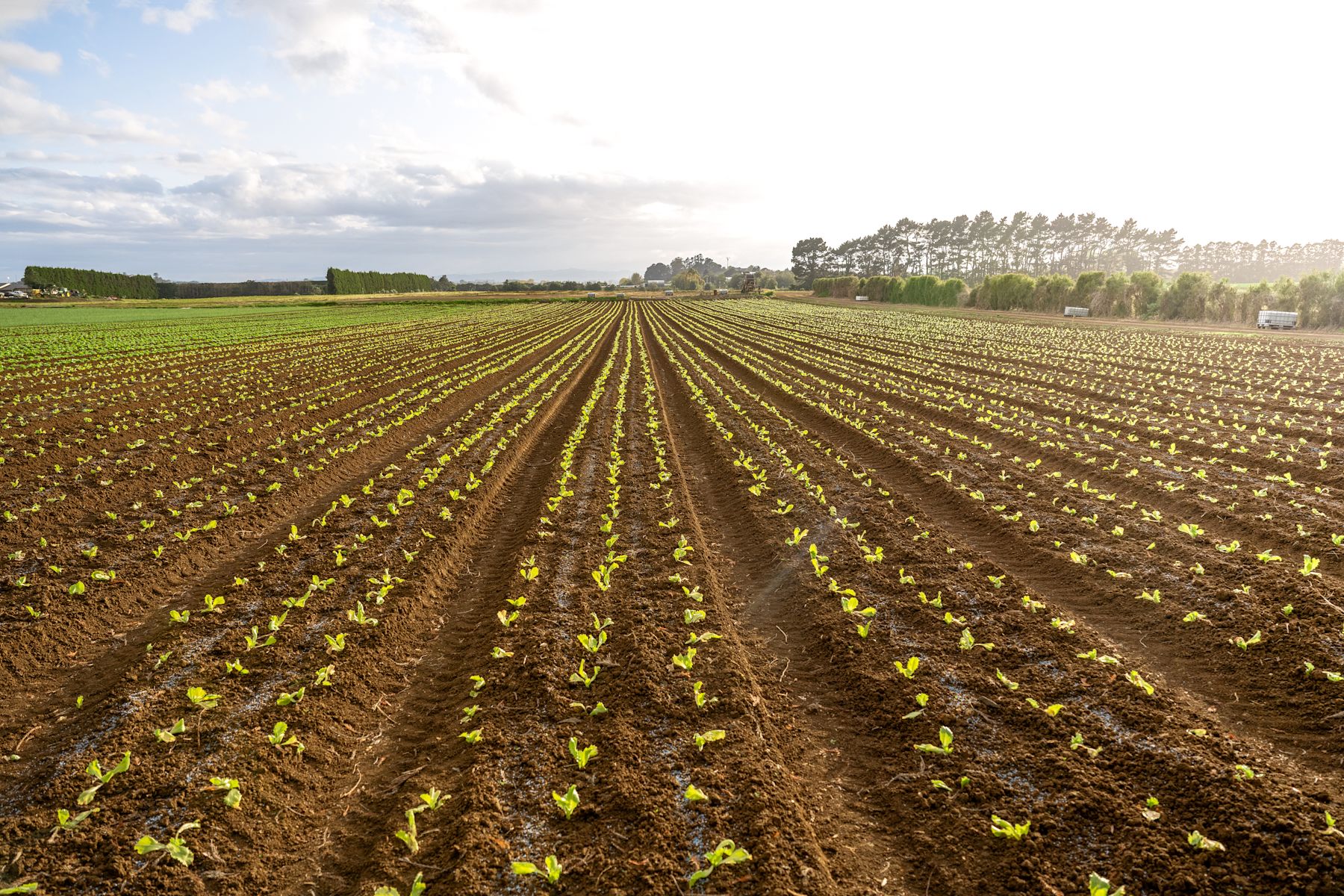 Sustainable Vegetable Systems 
