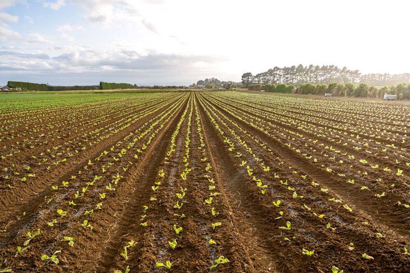 Sustainable Vegetable Systems 