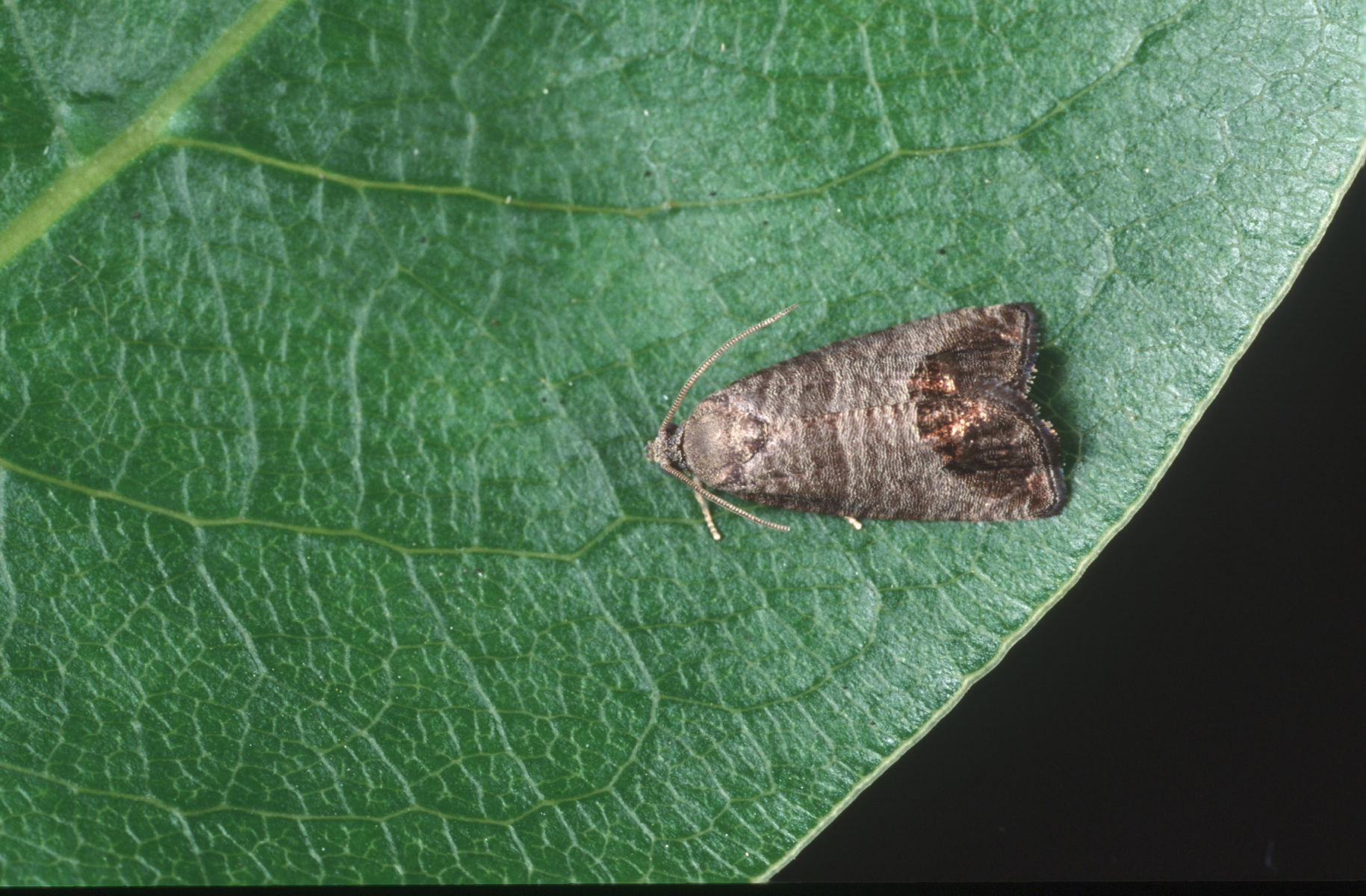 It takes a region! Hawke’s Bay community engaged in codling moth research to protect apples