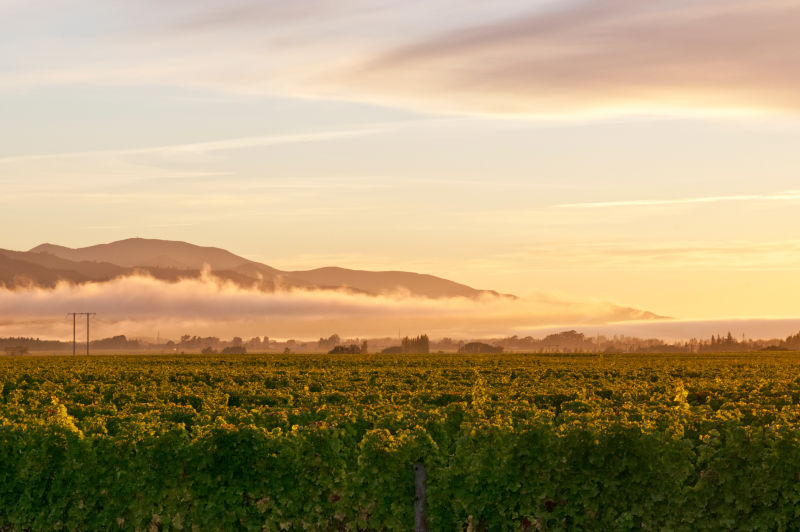 Vine crops