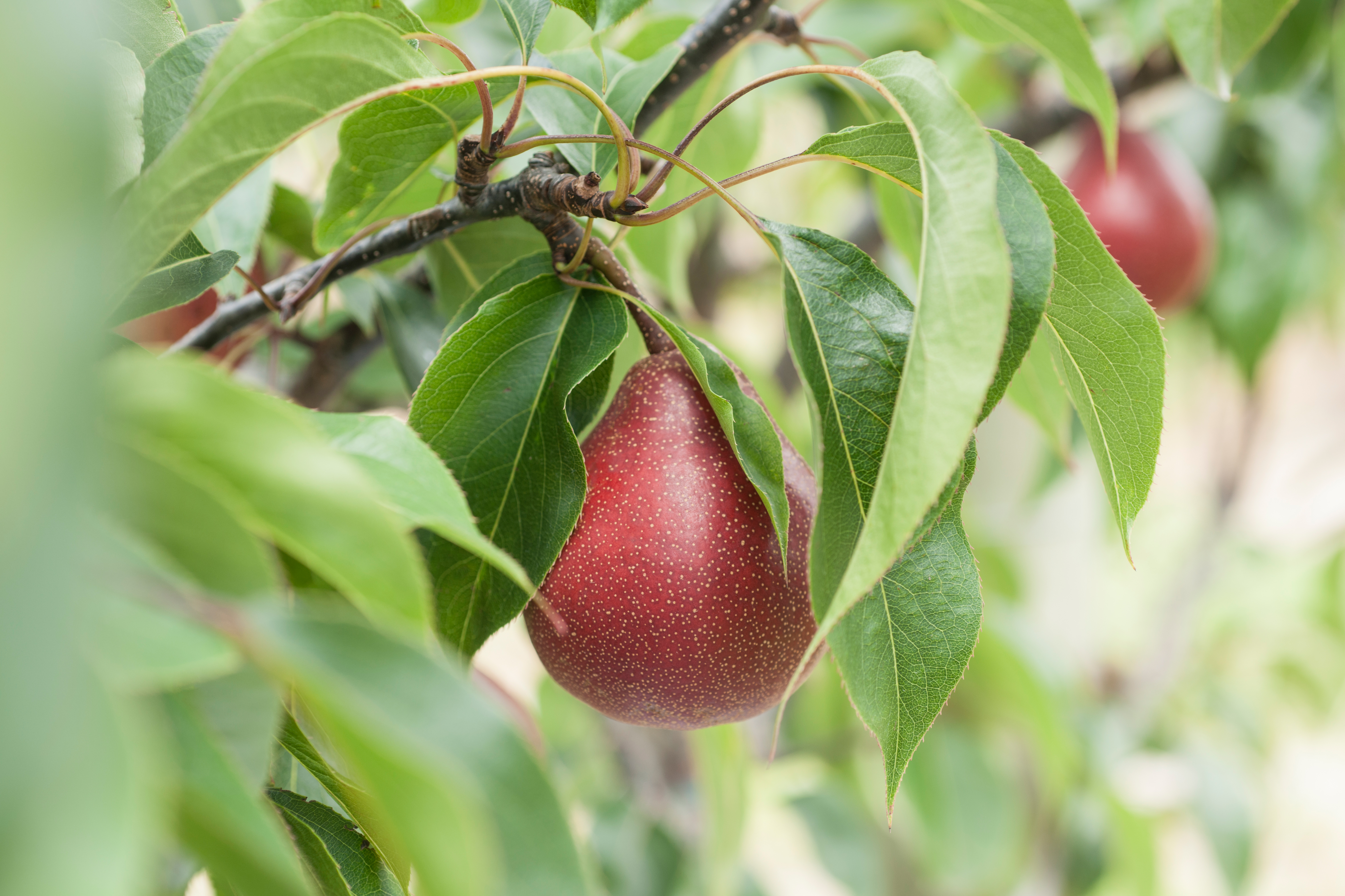 Optimising the Piqa®Boo® harvest · Plant & Food Research