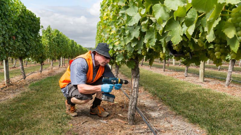 Dion Mundy: the vine doctor keeping grapevines healthy
