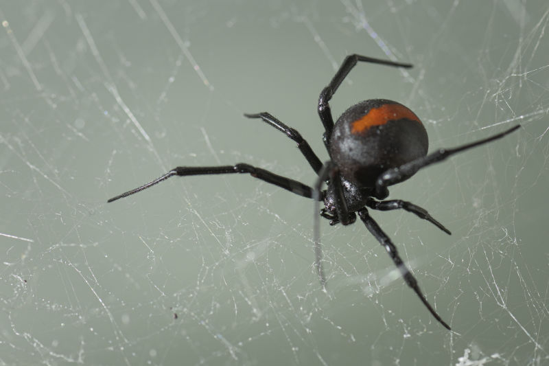 An irresistible virgin redback spider lure