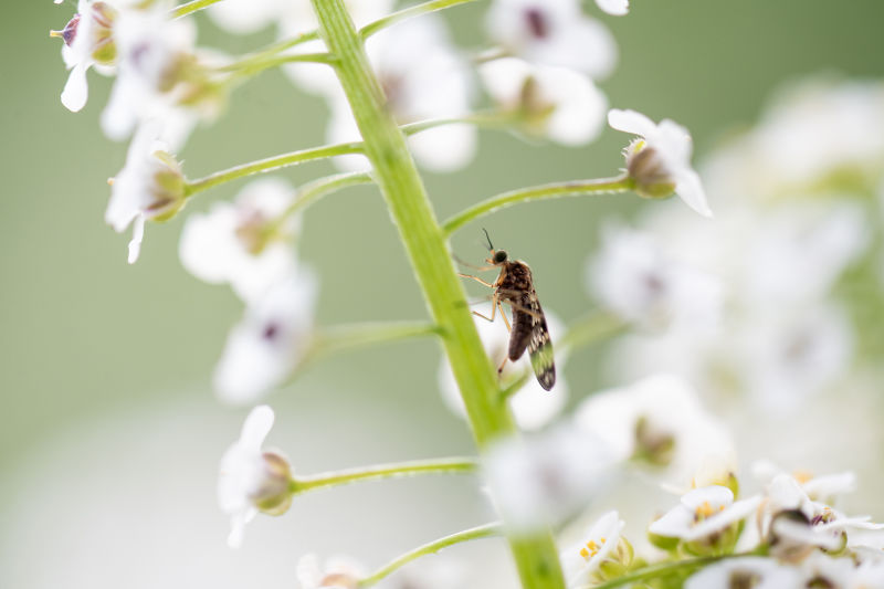 Fresh findings on beneficial insects