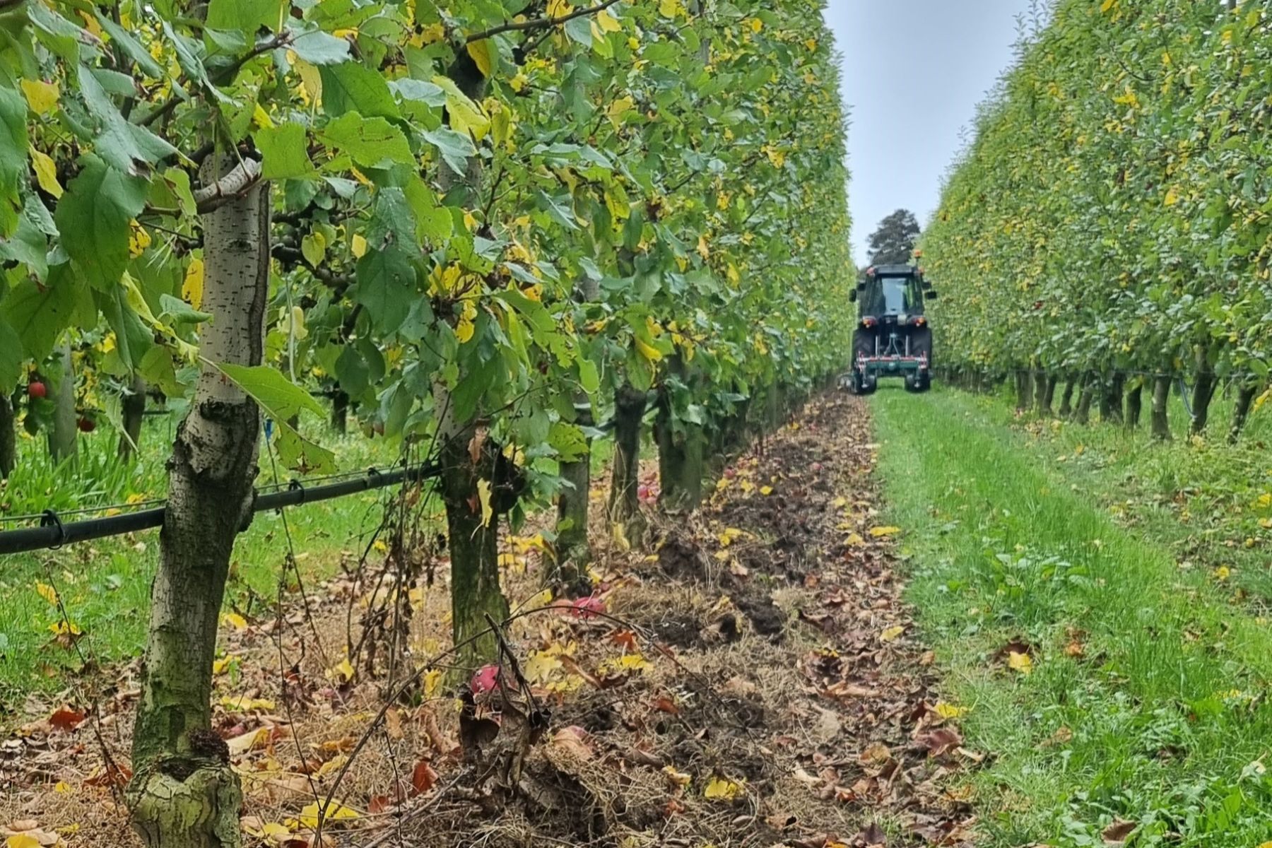 Ground-cover plants could replace herbicides in orchards