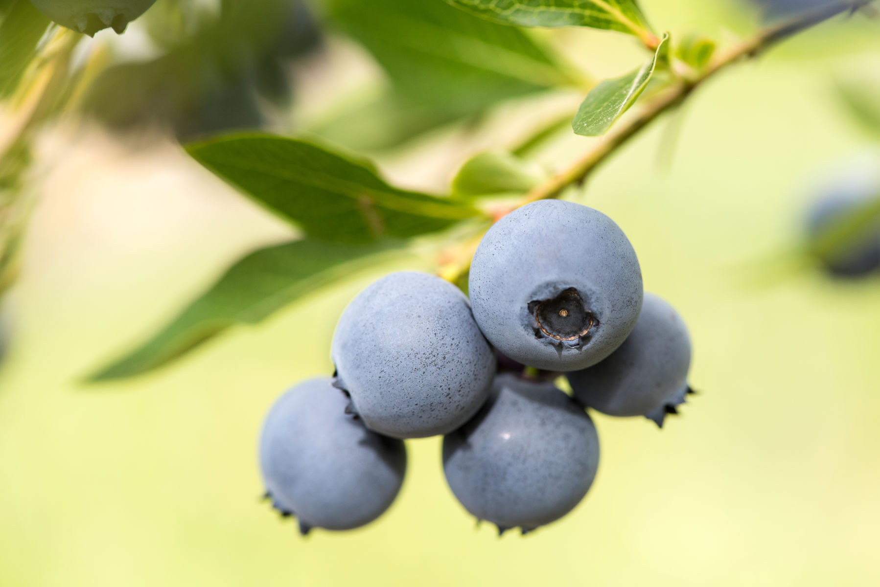 New blueberries now available for New Zealand growers
