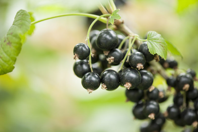Could consuming New Zealand blackcurrants be enough to earn an Olympic medal?