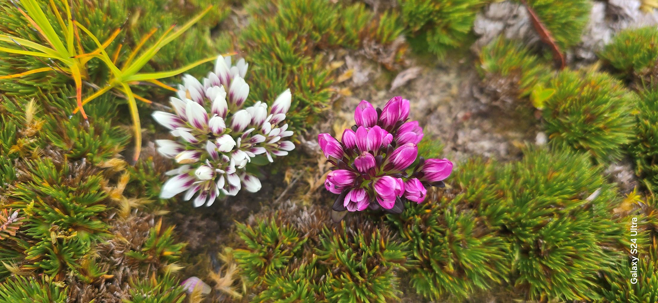 Breeding Gentianella: A blueprint for true Te Tiriti partnership  