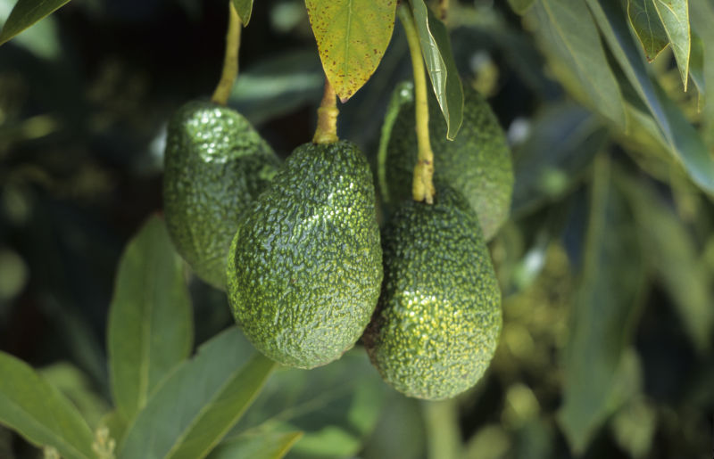 Climate change impacts on avocado