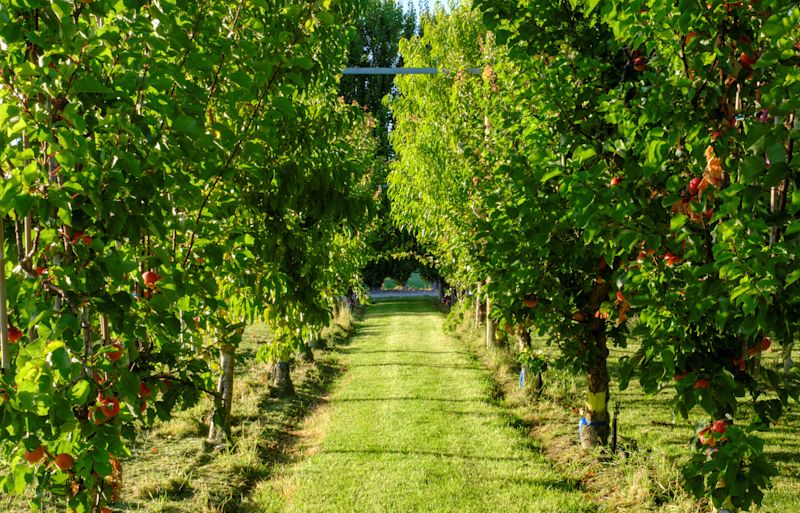  New funding for research to support farmers and growers 