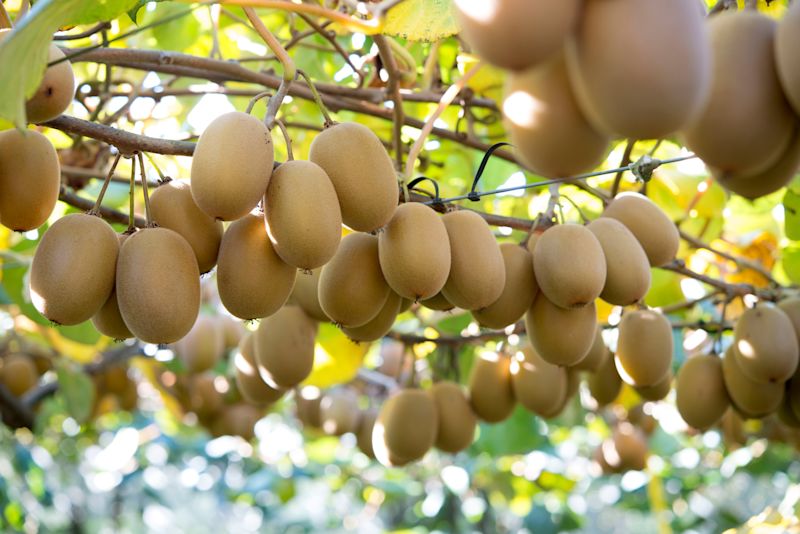 Climate change impacts on kiwifruit